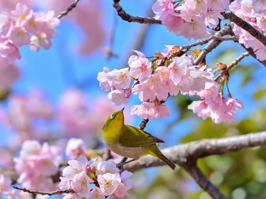 桜