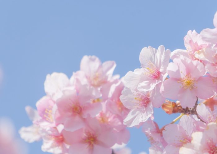 桜