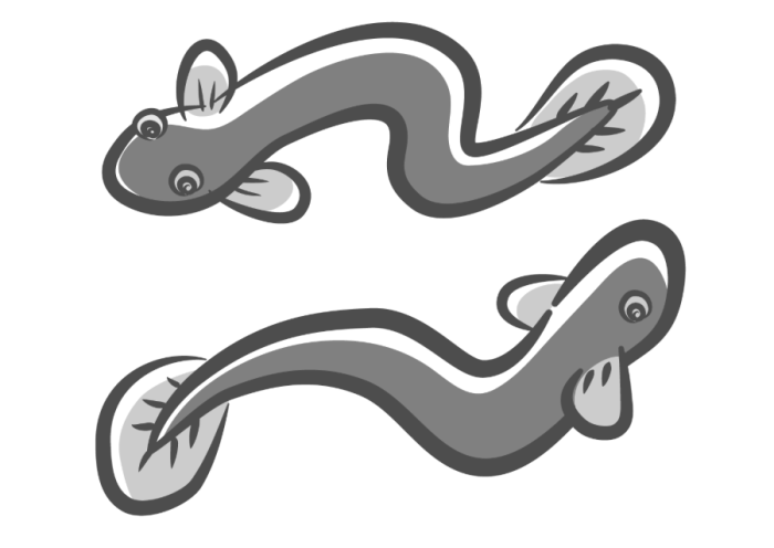 うなぎのイラスト
