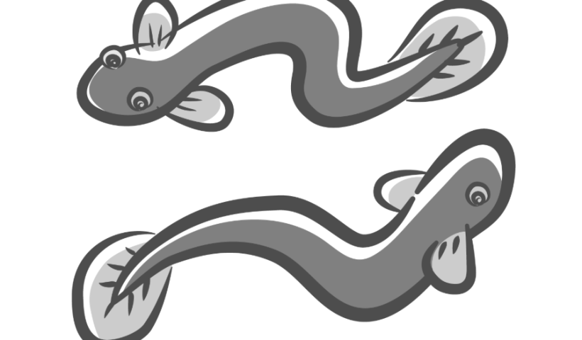 うなぎのイラスト