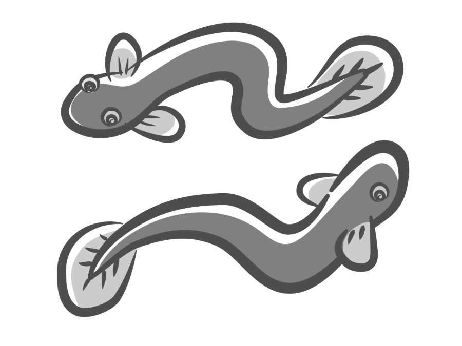 うなぎのイラスト
